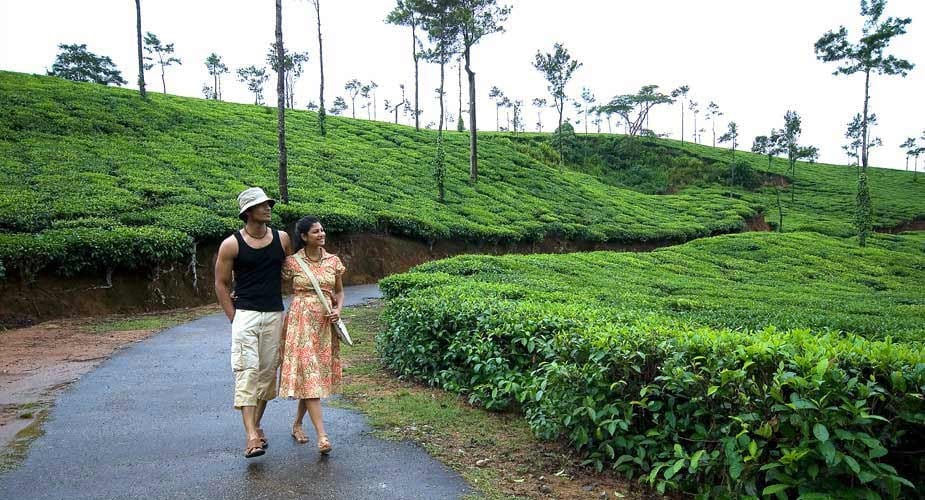 Coorg is famous for its lush coffee plantations spread across misty hills and green valleys. Visitors can walk through aromatic estates and learn about traditional coffee cultivation. The cool climate and scenic landscapes make these plantations a perfect place to relax in nature. A plantation visit offers a refreshing experience and a glimpse into Coorg’s rich coffee heritage